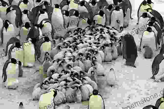 A Group Of Penguins Huddled Together On An Ice Floe Arko Yatra Antarctica Brian Burke