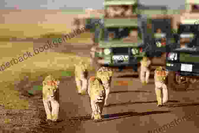 A Group Of People On A Safari Vehicle Observing A Pride Of Lions In Africa Indian Hill 6: Victory S Defeat: A Michael Talbot Adventure