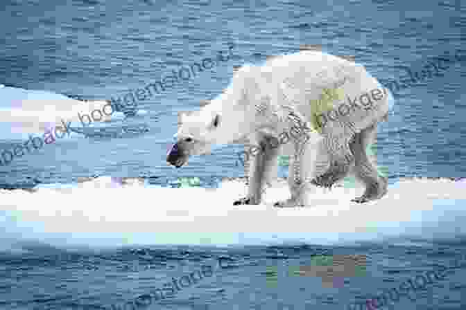 A Heart Wrenching Image Of A Polar Bear Standing On A Dwindling Ice Floe, Its Solitude Symbolizing The Pressing Threats Faced By Wildlife Due To Climate Change. Bridges (Our Earth Collection) John Seed