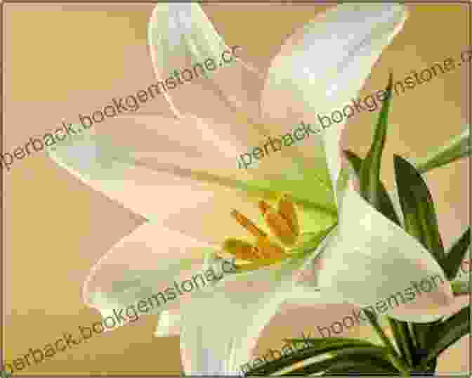 A Painting Of A Delicate White Lily In Full Bloom. The Petals Are Rendered With Soft, Translucent Brushstrokes, Capturing The Flower's Ethereal Beauty. The Acrylic Flower Painter S A To Z: An Illustrated Directory Of Techniques For Painting 40 Popular Flowers