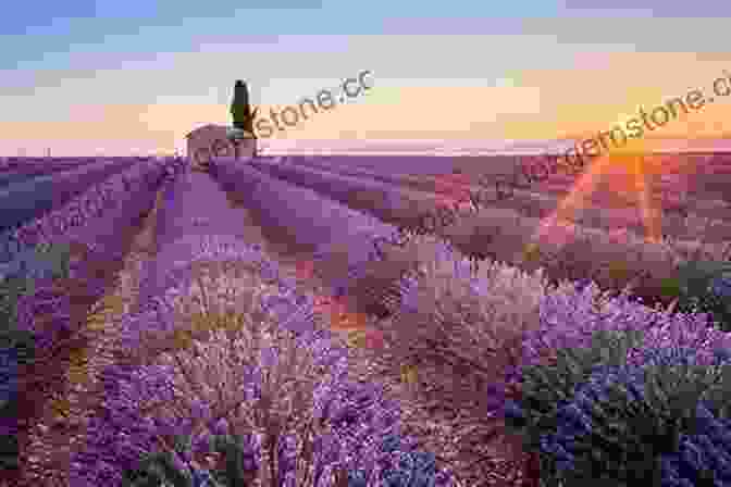 A Panoramic View Of The Lavender Fields In Provence Lonely Planet Provence The Cote D Azur (Travel Guide)