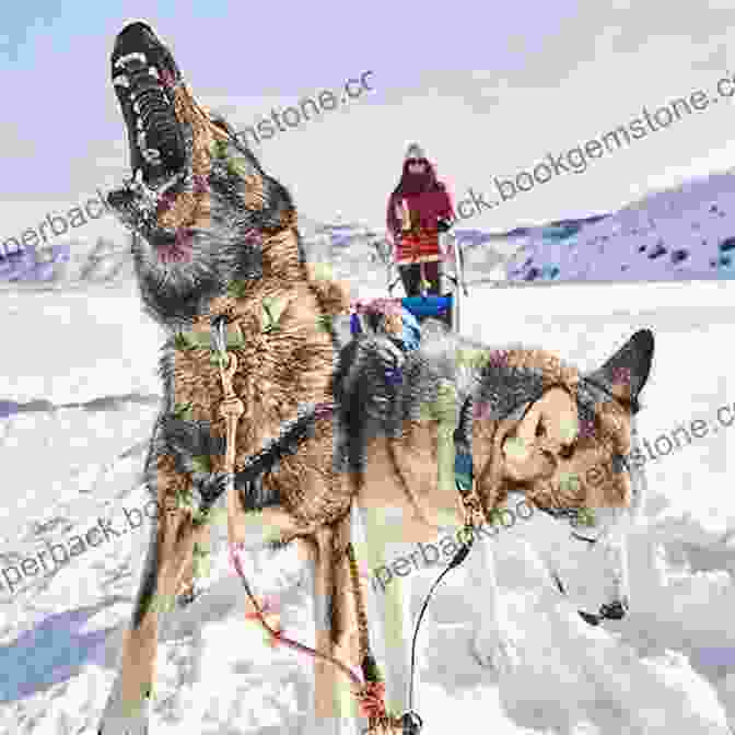 A Playful Puppy Transformed Into A Heroic Sled Dog, Standing Proudly In Front Of A Snowy Backdrop With A Sled And Human Companion. Douggie: The Playful Pup Who Became A Sled Dog Hero