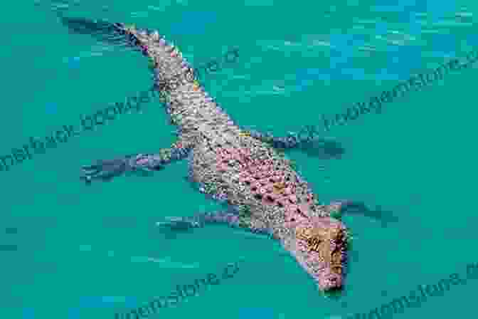 A Saltwater Crocodile In The Outback Of Australia Camels And Crocs: Adventures In Outback Australia