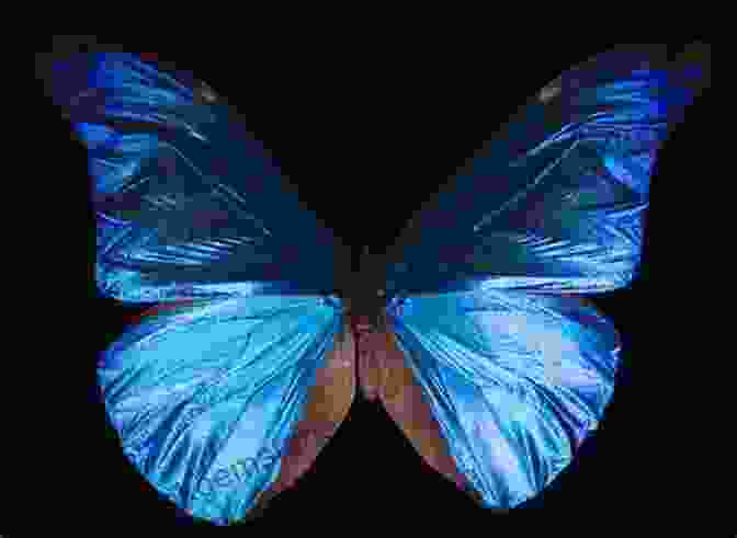 A Vibrant Morpho Butterfly Flutters Its Iridescent Wings In The Lush Costa Rican Rainforest, A Symbol Of The Transformative Beauty Of The Mariposa Love Story Mariposa: A Love Story Of Costa Rica