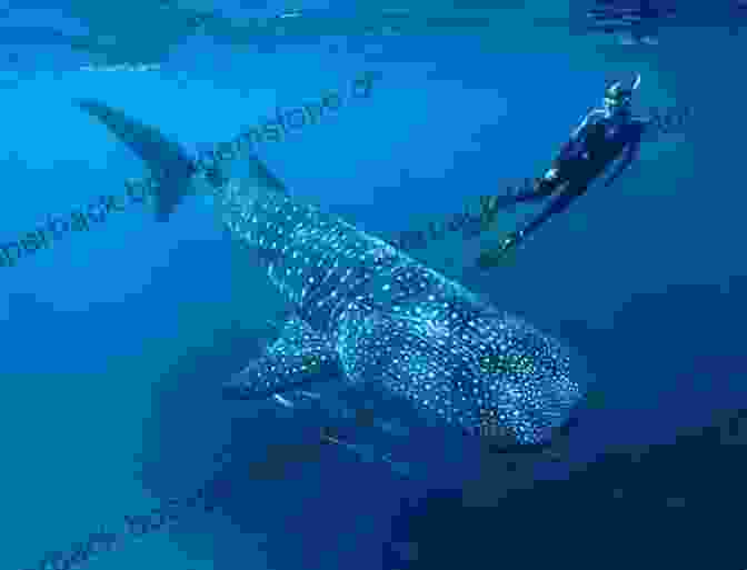 A Whale Shark Swimming In The Ocean Interesting Things About Shark: A Knowledge About Shark For Your Kid