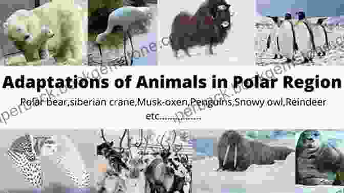 Animal Adaptations In The Polar Regions Include Thick Fur, Blubber, Hibernation, And Migration. The Coldest Tundra Arctic Antarctica Animal Wildlife Children S Polar Regions