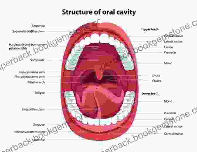 Diagram Of Mouth Anatomy How To Paint A Portrait Part 3: Mouth