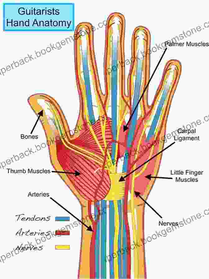 Diagram Of The Hand's Anatomy, Showing Bones, Muscles, Tendons, And Ligaments Drawing Of The Hand (Dover Art Instruction)