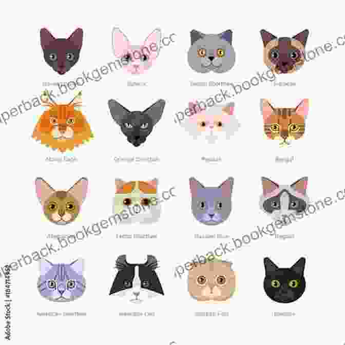 Drawings Of Different Cat Breeds, Including Persian, Siamese, And Maine Coon Kawaii Kitties: Learn How To Draw 75 Cats In All Their Glory (Kawaii Doodle)