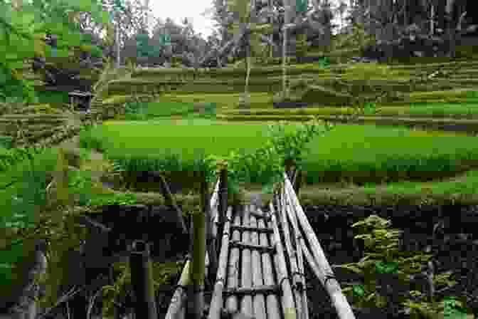 Lush Rice Terraces Of Bali Lonely Planet Pocket Bali (Travel Guide)