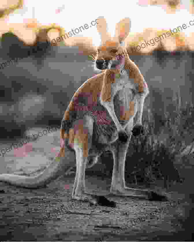 The Australian Outback Is Teeming With Unique Wildlife, Including Kangaroos, Wallabies, And Dingoes Let S Explore The Australian Outback: Australia Travel Guide For Kids (Children S Explore The World Books)