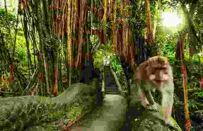 Ubud Monkey Forest In Bali Lonely Planet Pocket Bali (Travel Guide)